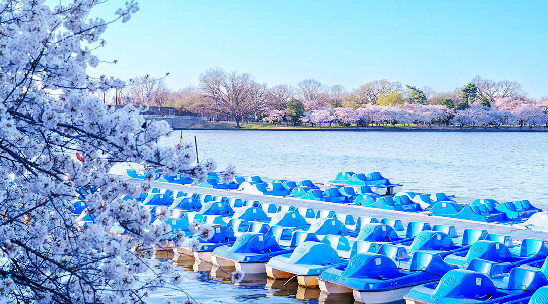 Paddleboats